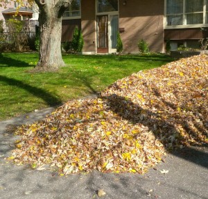 fall cleanup