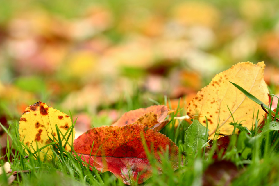 Apple autumn leaves